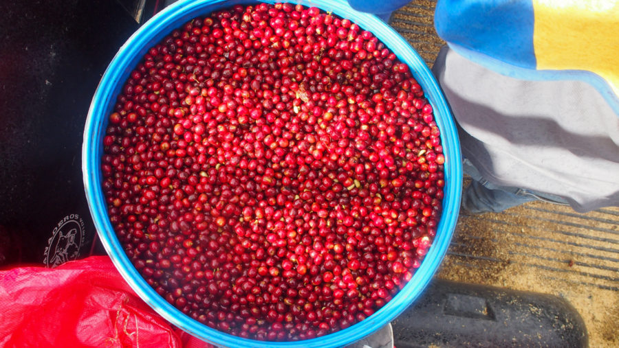 New Coffee Beans (12月-01)