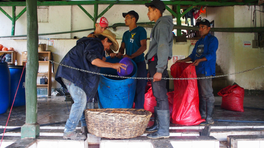 New Coffee Beans (12月-01)