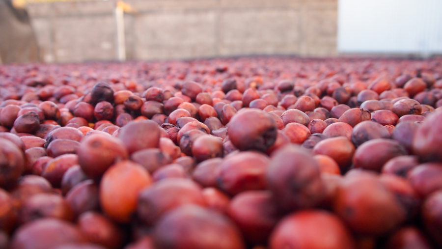 New Coffee Beans (12月-01)