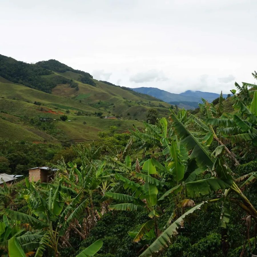 New Coffee Beans ! (6月-02/03)