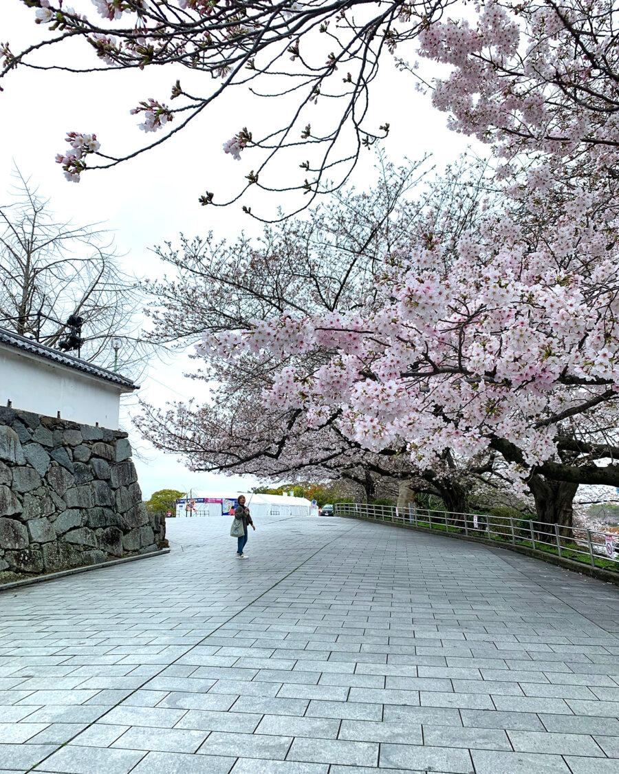 福岡城さくらまつり 2024