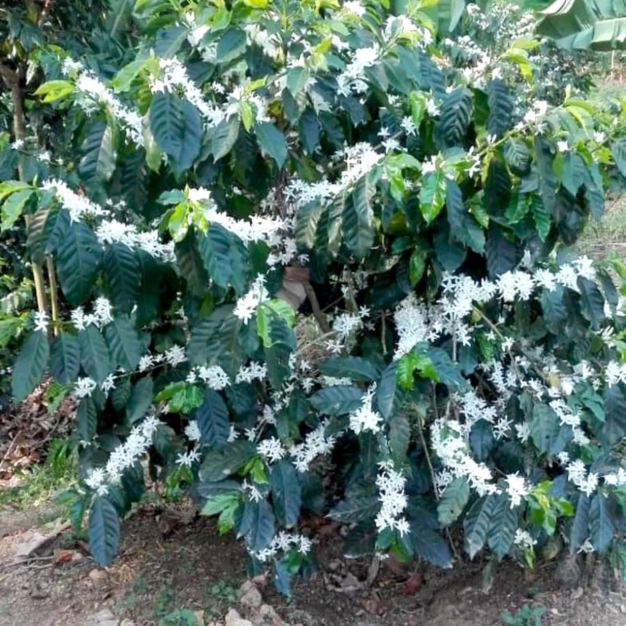 New Coffee Beans ! (8月- 01/02)