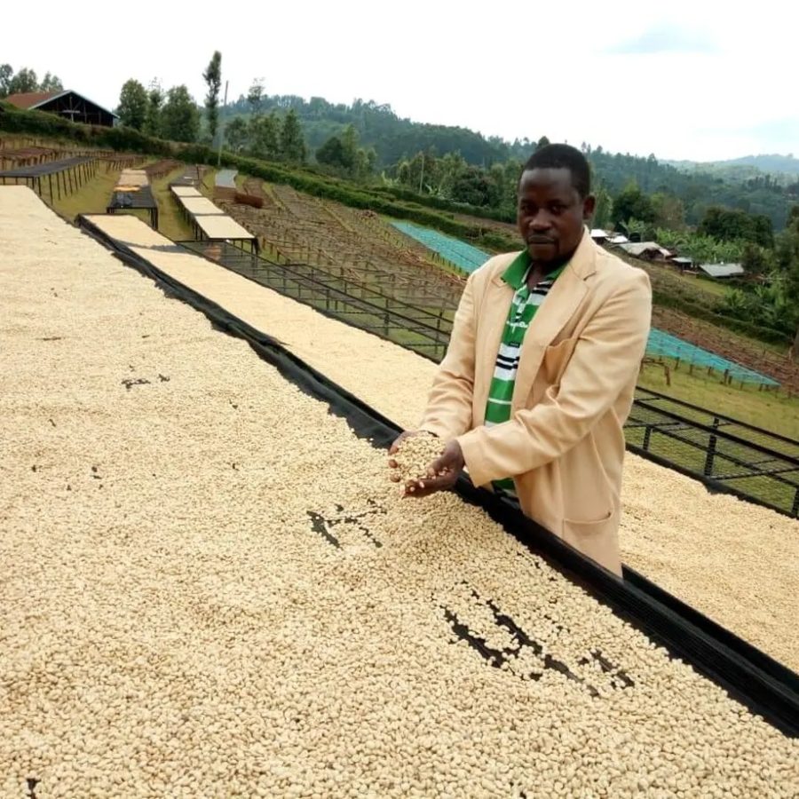 New Coffee Beans - ケニア