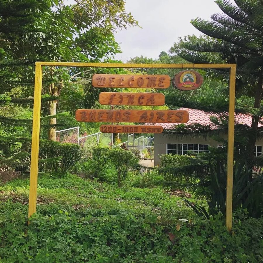 New Coffee Beans - COEニカラグア