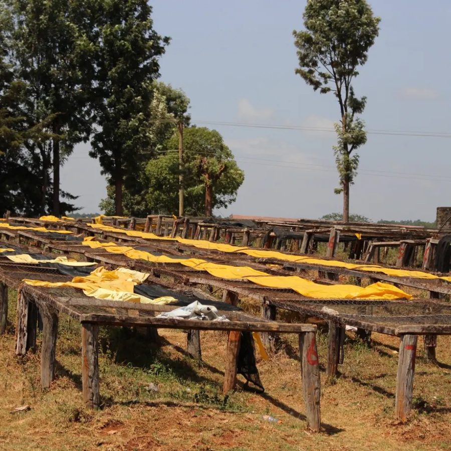 New Coffee Beans ! (6月-02/03)