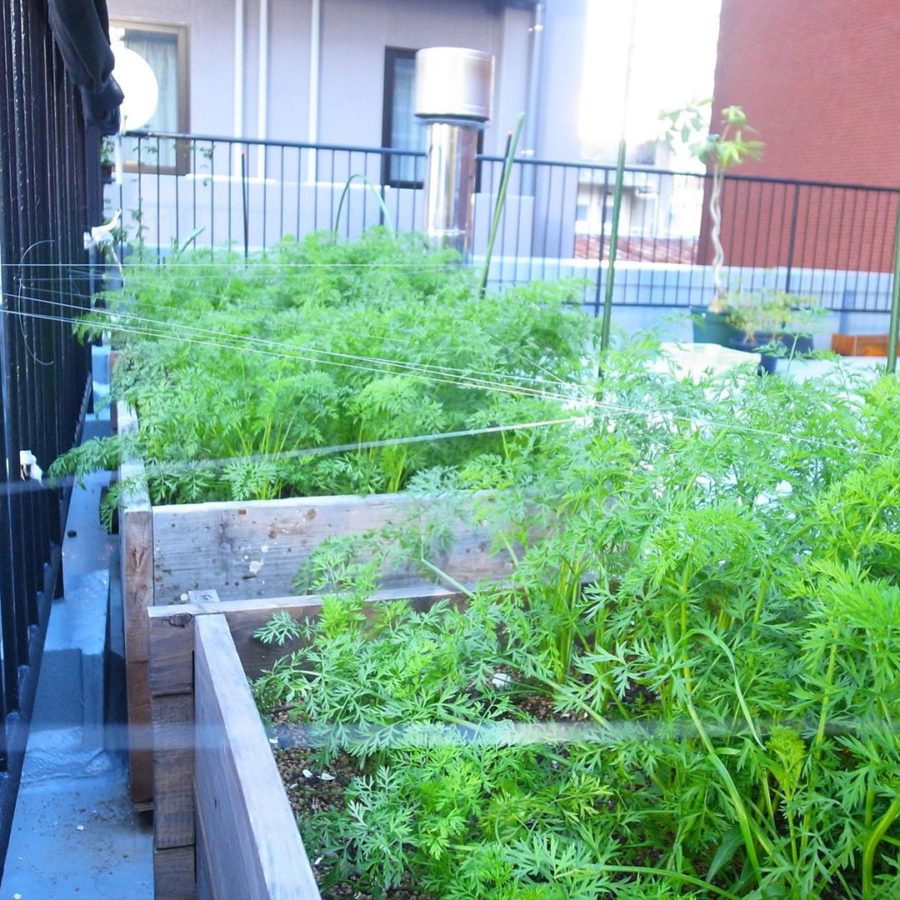 11/28にC’s UPの第1回目のイベント『収穫祭』を開催!