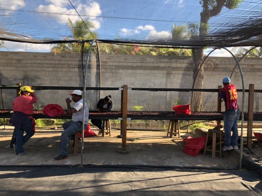 New Coffee Beans（8月-01）