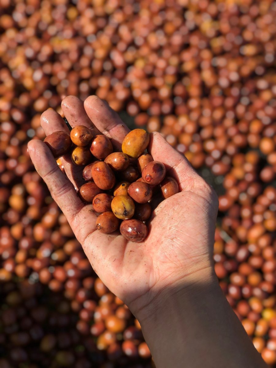 New Coffee Beans（8月-01）