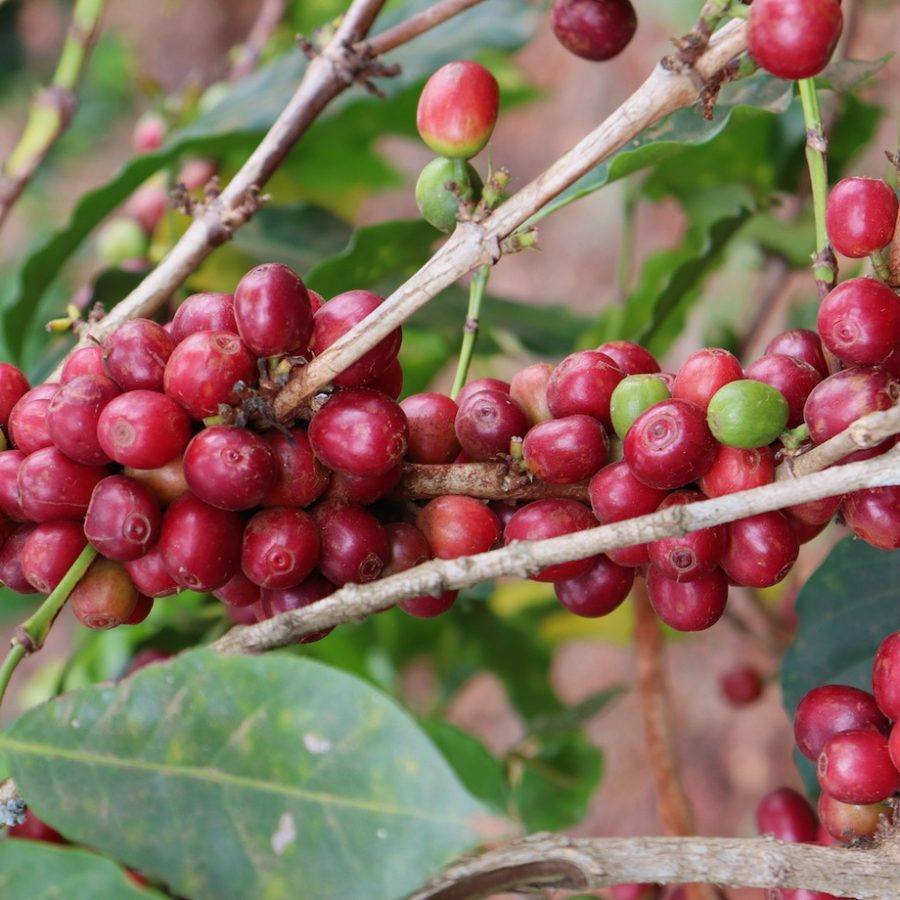 New Coffee Beans - ケニア