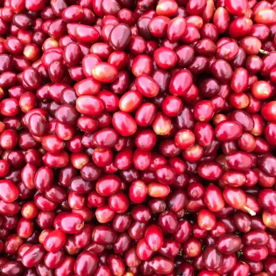 New Coffee Beans - COEニカラグア