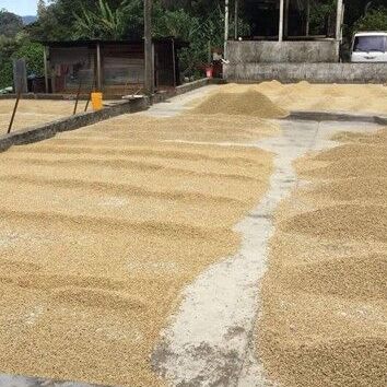 New Coffee Beans ! (3月06/07)