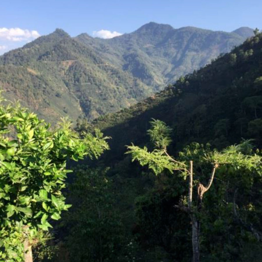 New Coffee Beans(10月-02)