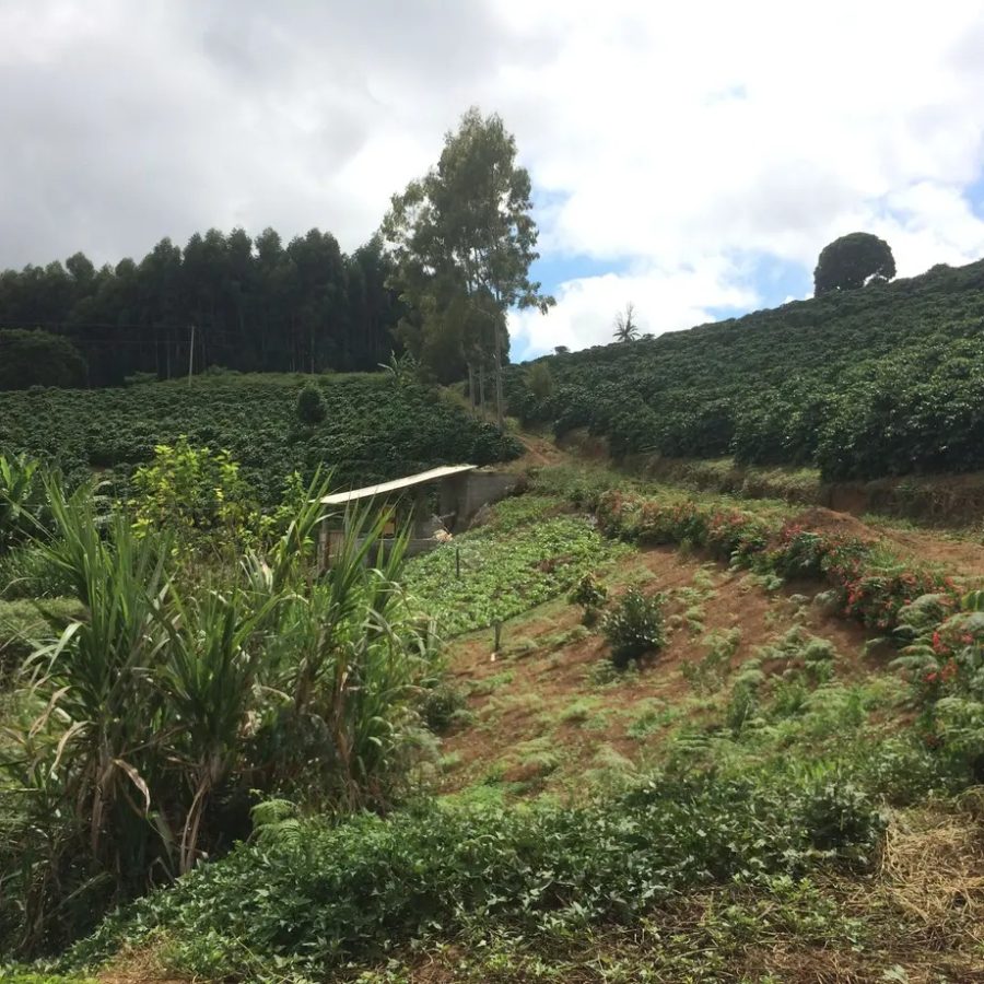 New Coffee Beans ! (5月-01/02/03)