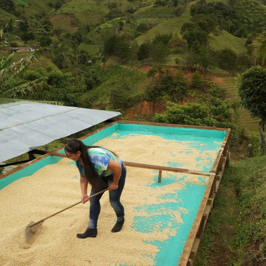 New Coffee Beans ! (6月-02/03)