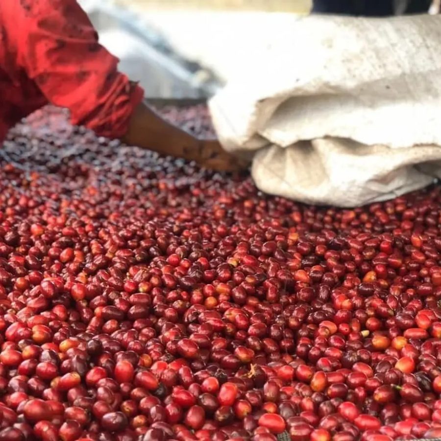 New Coffee Beans - COEニカラグア