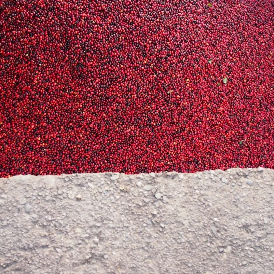 New Coffee Beans - ニカラグア