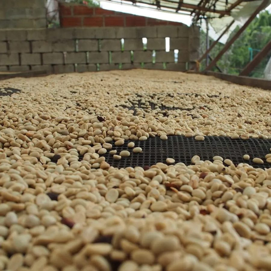 New Coffee Beans ! (5月-01/02/03)