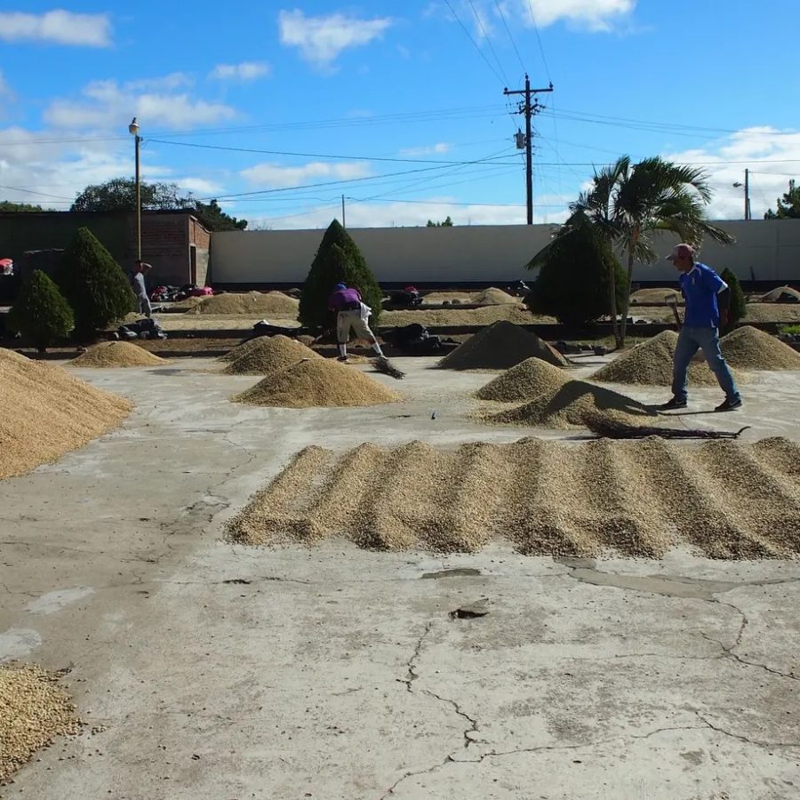 New Coffee Beans - ニカラグア