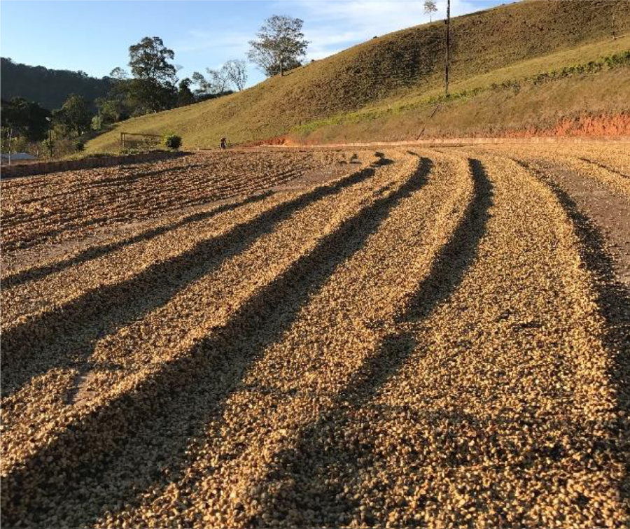 New Coffee Beans (12月-02,03)