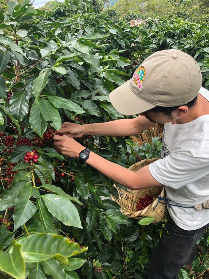 New Coffee Beans（8月-01）