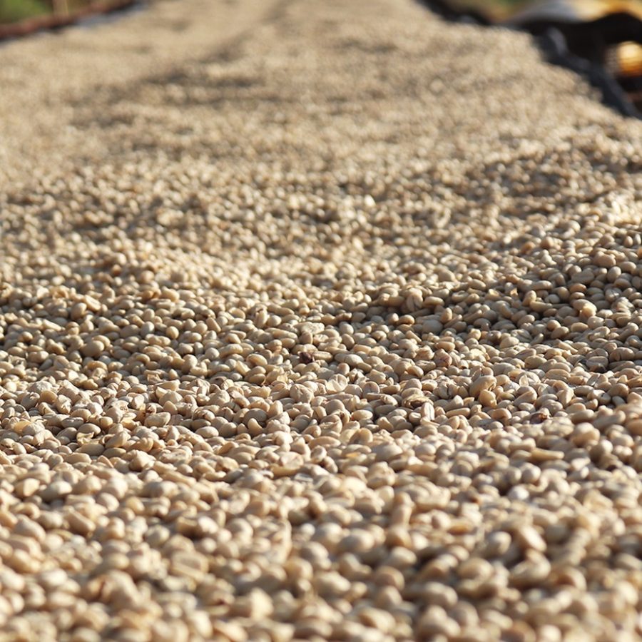 New Coffee Beans ! (5月-01/02/03)