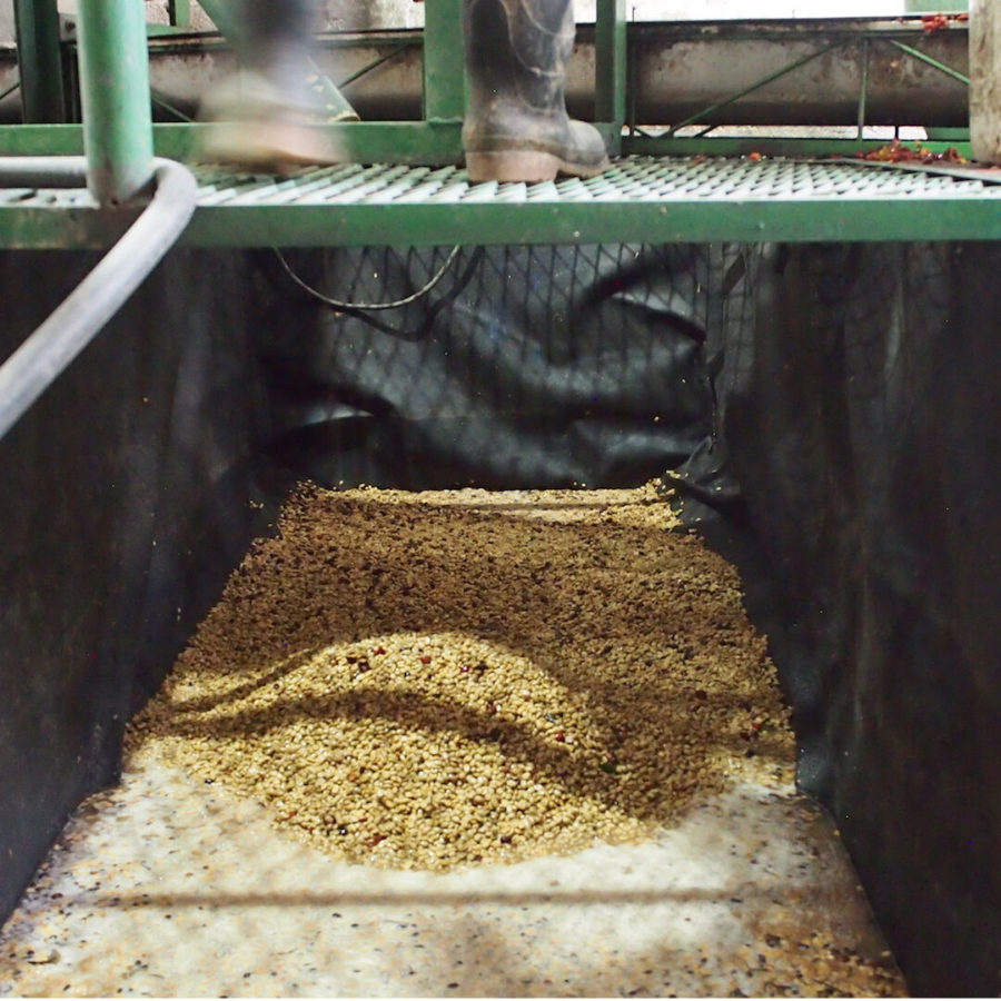 ゲイシャを含むコロンビア ベラクルース農園のロット違いを飲み比べられるノミンハーフ「テイスターパッケージ」がスタート!オンラインにて数量限定