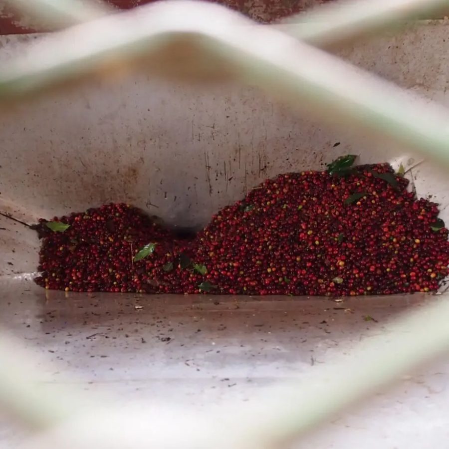 ゲイシャを含むコロンビア ベラクルース農園のロット違いを飲み比べられるノミンハーフ「テイスターパッケージ」がスタート!オンラインにて数量限定