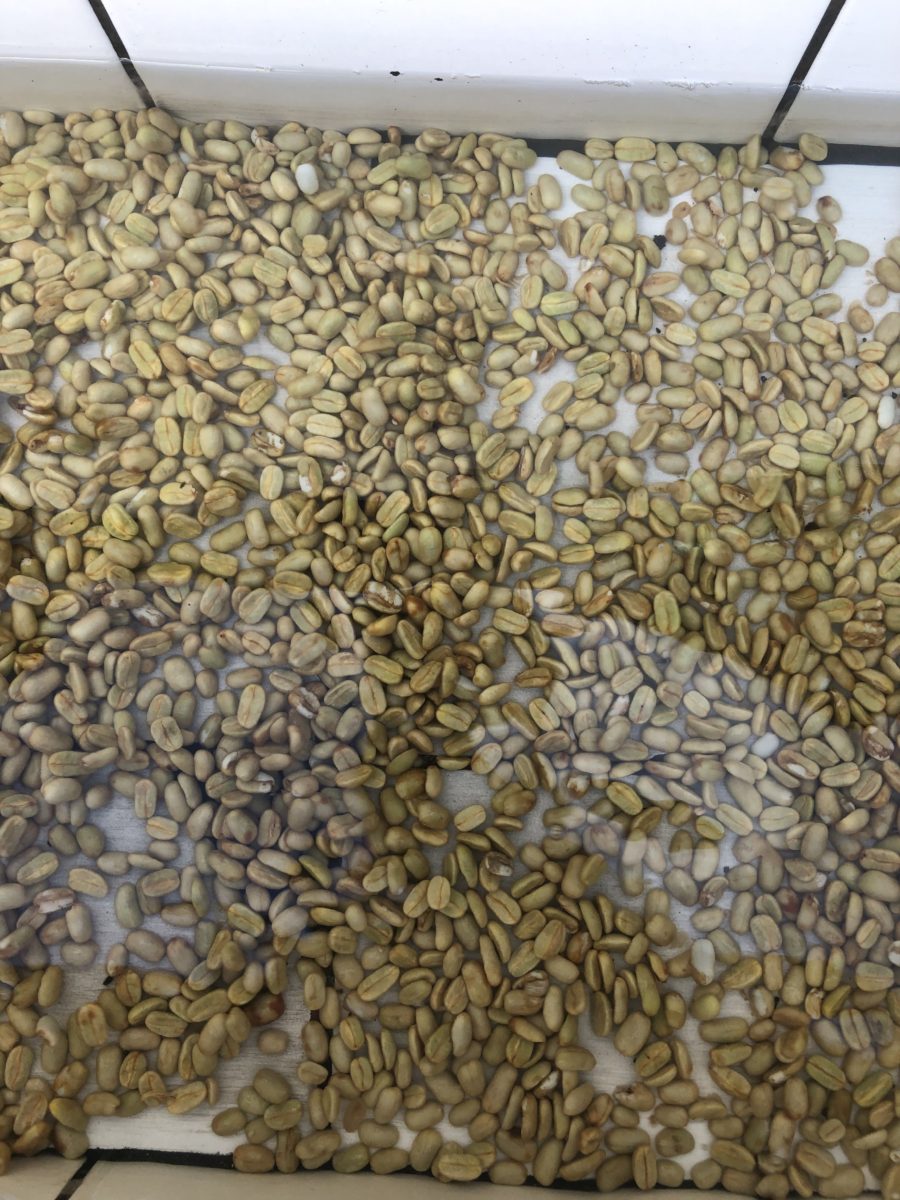 New Coffee Beans（8月-01）