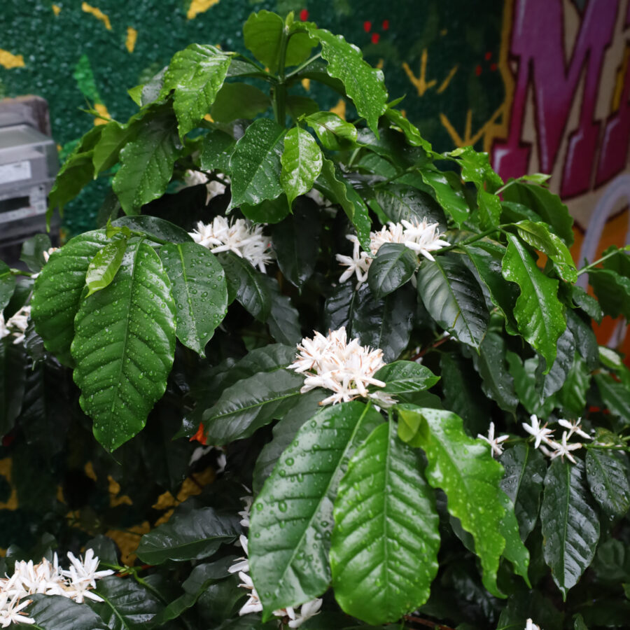 無印良品 天神大名にて「マヌアップ vol.2 -From Seed to Cup, and Beyond-」