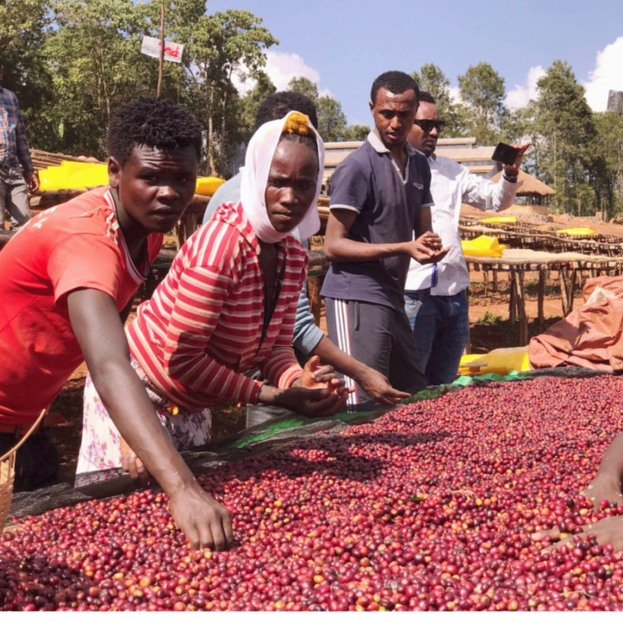 New Coffee Beans ! (7月- 05)