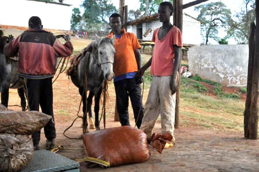 New Coffee Beans (12月-04,05)