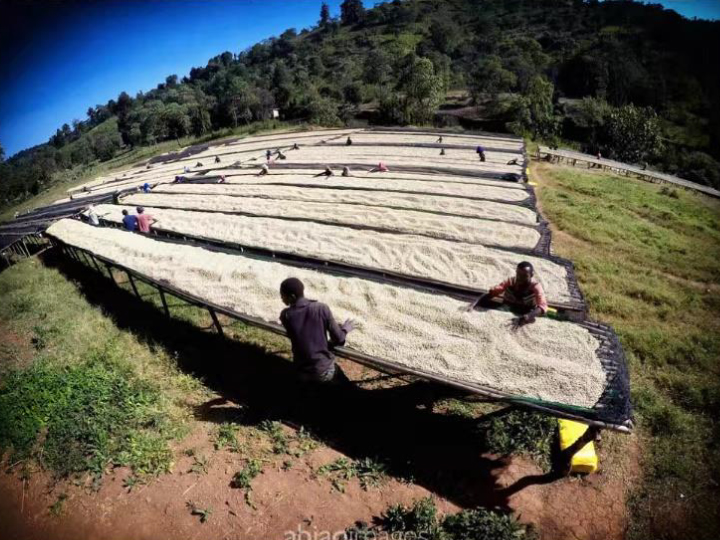 New Coffee Beans (11月-06)