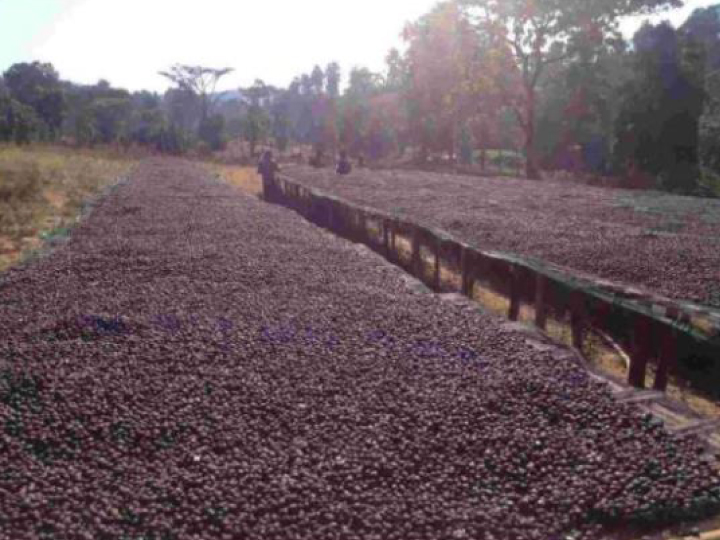 New Coffee Beans (11月-06)