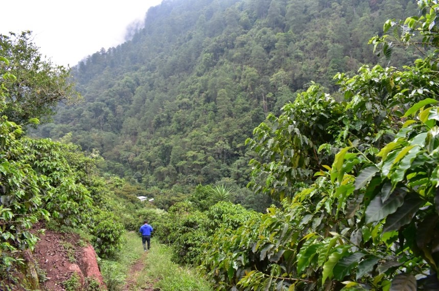 New Coffee Beans (1月-02)