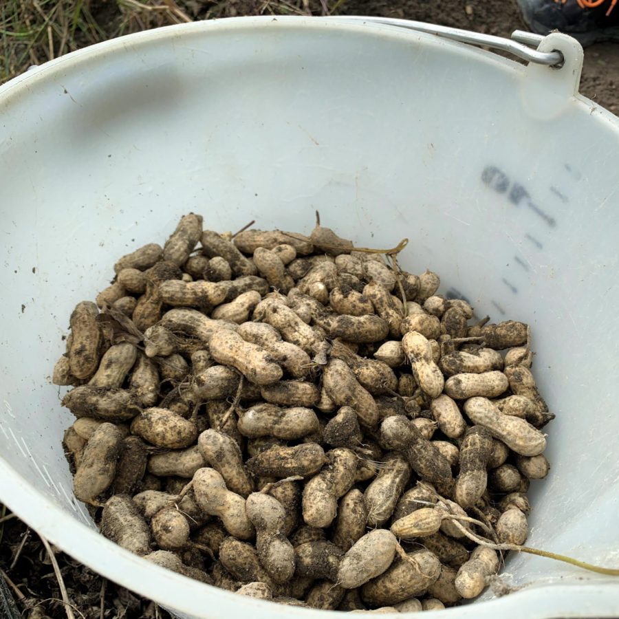 マヌア肥料で育てたピーナッツによるピーナッツラテ、提供スタート