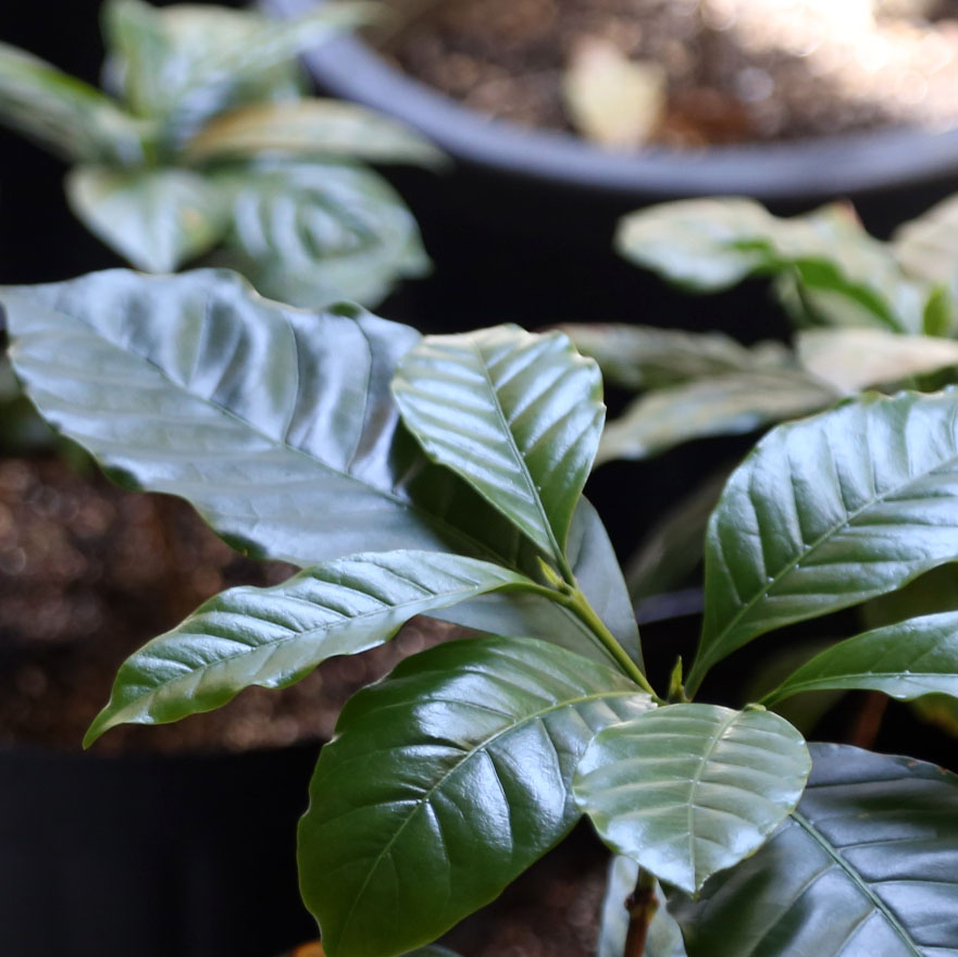 5/20よりCOFFEE & BOOKSの営業再開