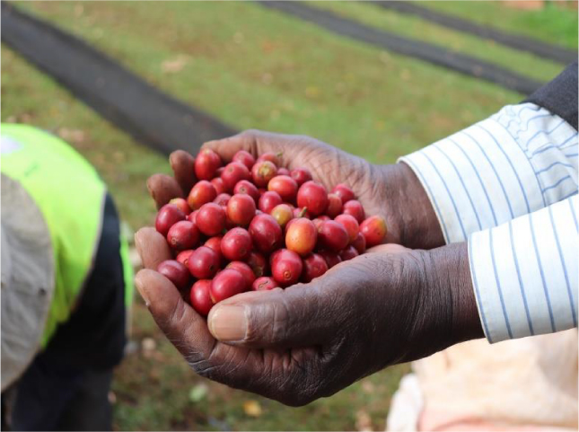 New Coffee Beans（9月-03）