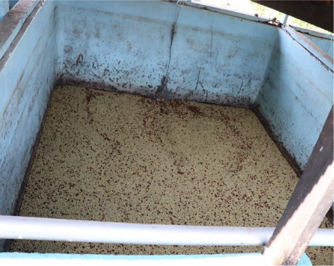 New Coffee Beans（9月-03）