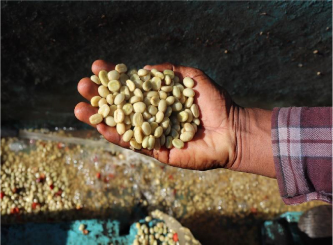 New Coffee Beans（9月-03）