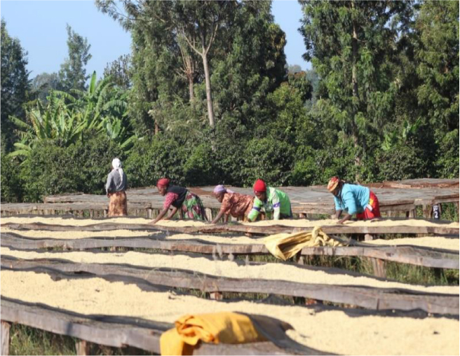 New Coffee Beans（9月-03）