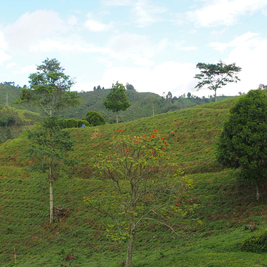 New Coffee Beans ! (4月04)