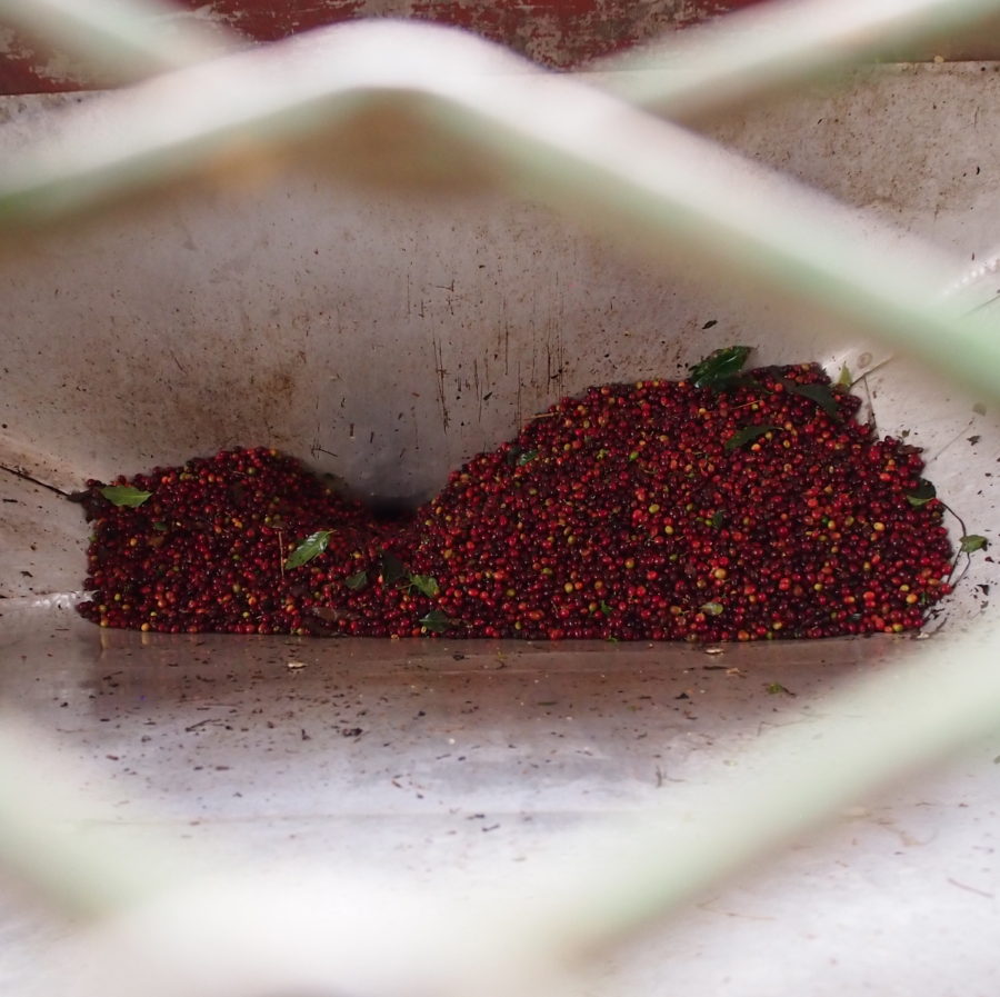 New Coffee Beans ! (4月04)