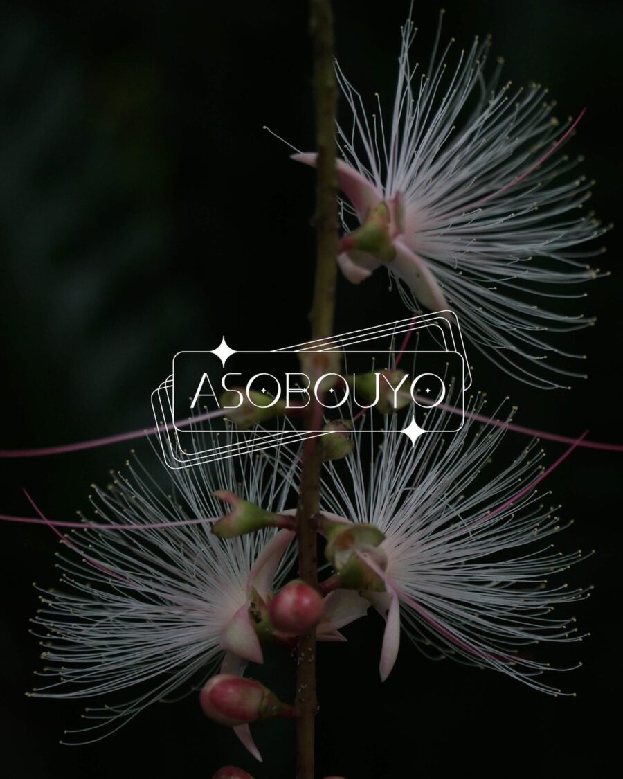 8.23(土)、9.13(土) 植物園であそぼうよ2025