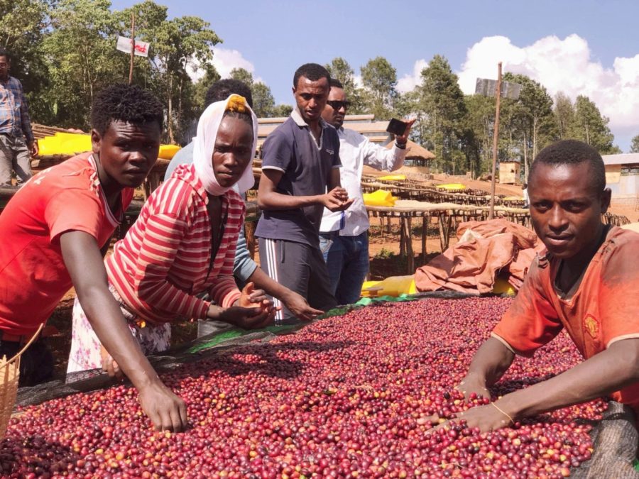 New Coffee Beans (1月-01)