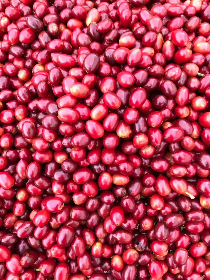 New Coffee Beans（8月-01）