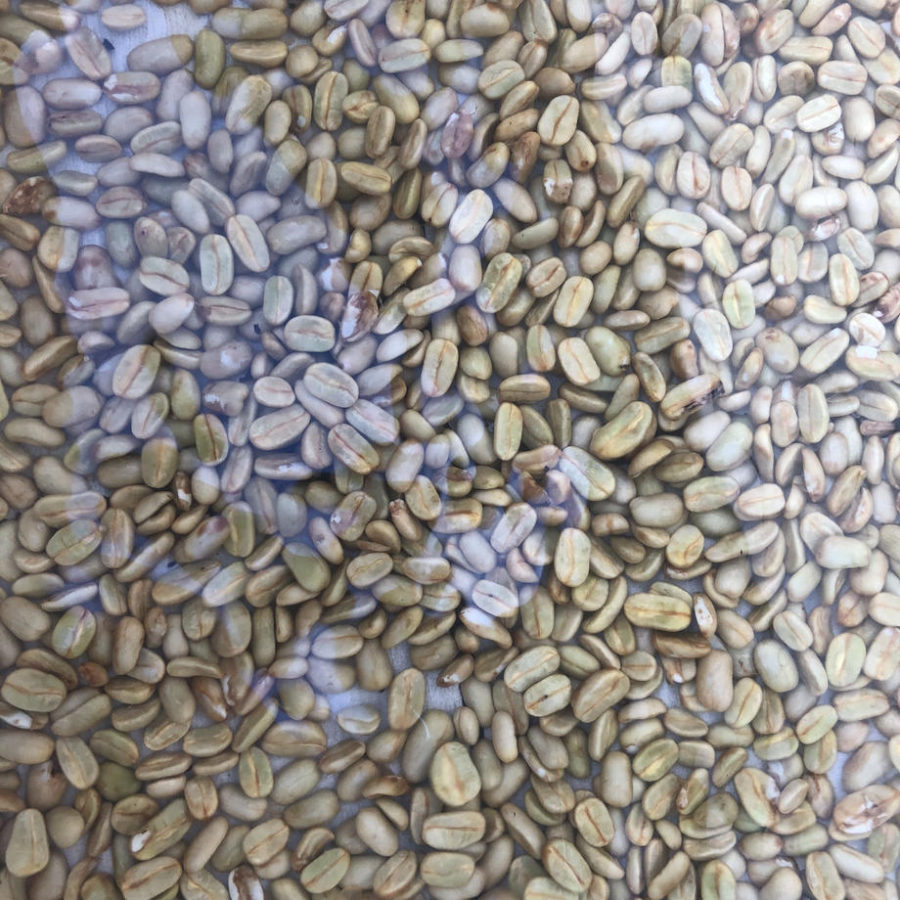 New Coffee Beans ! (5月-05)