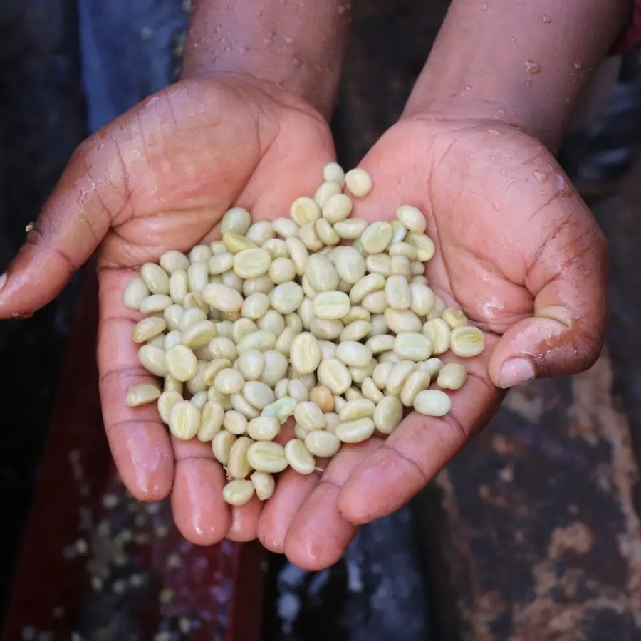 New Coffee Beans ! (5月-01/02/03)