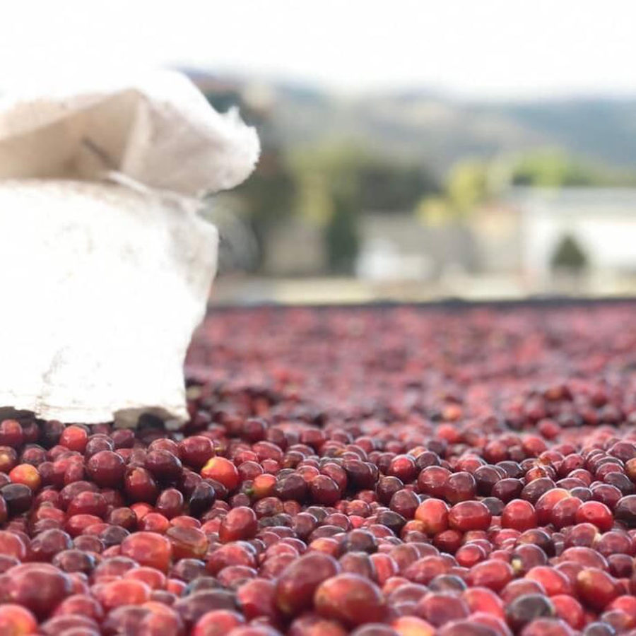 New Coffee Beans ! (5月-05)