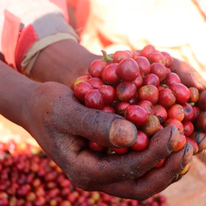 New Coffee Beans (11月-04/05)