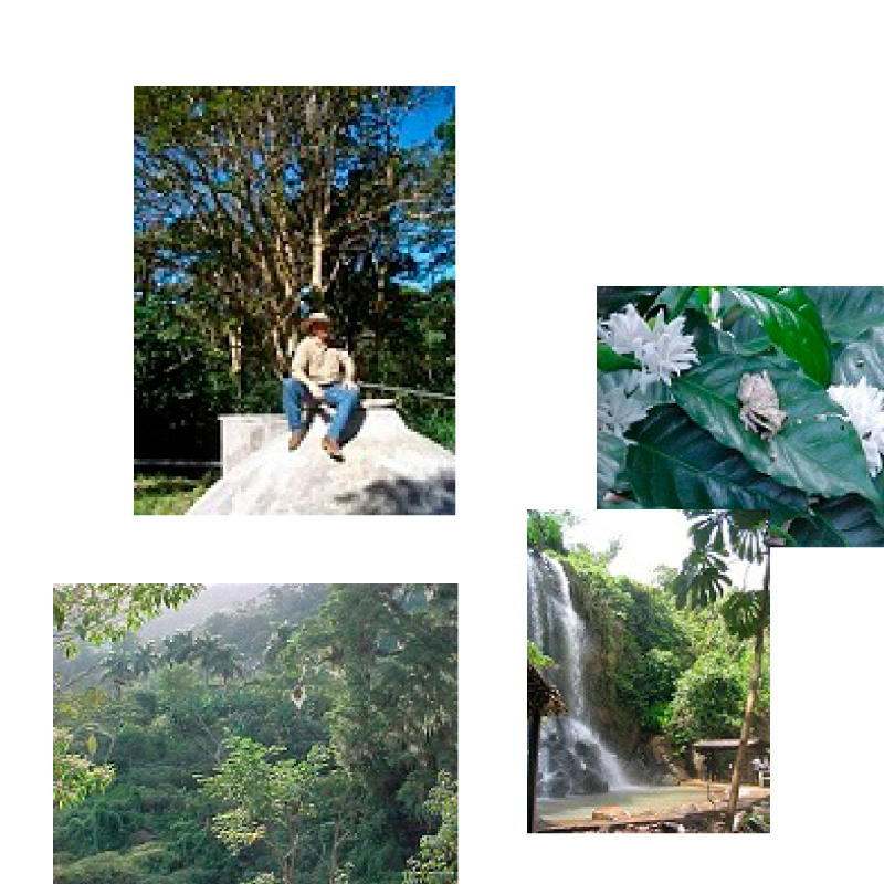 New Coffee Beans (11月-04/05)